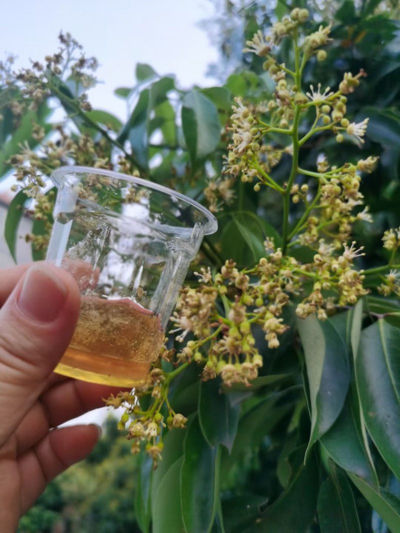 [荔枝蜜批发] 蜂蜜,荔枝蜜,龙眼蜜价格20元/斤 -